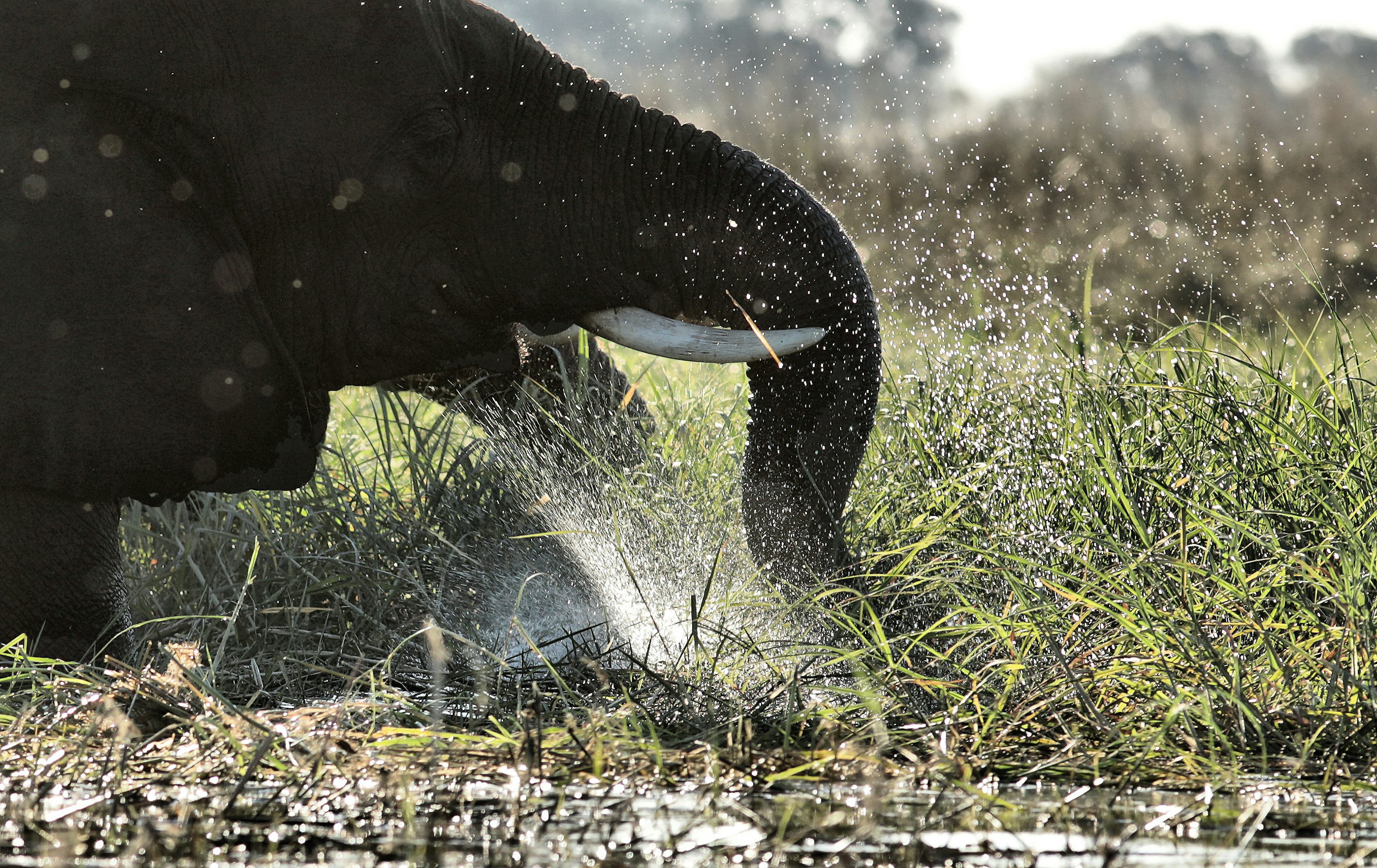 black elephant playing on body of water